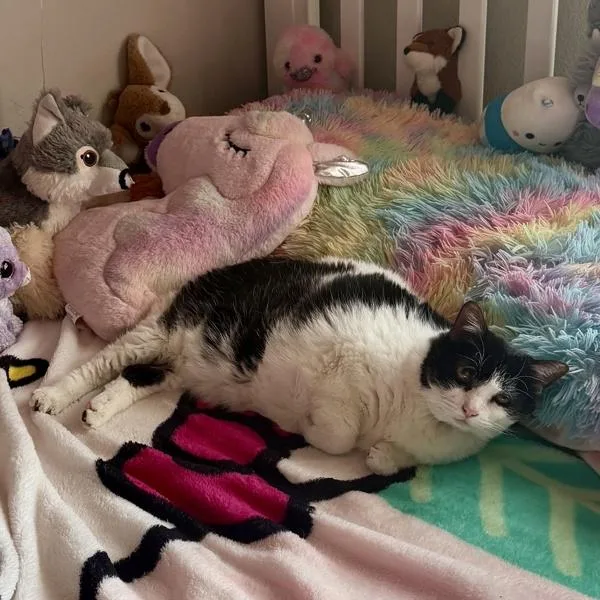 A senior medium-sized female Domestic Short Hair cat named Frannie for adoption in Silverdale, WA