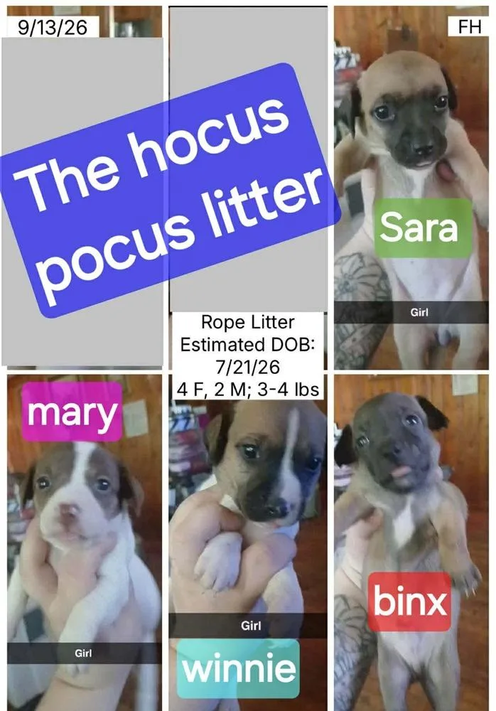 A baby small-sized female Chihuahua dog named Winnie for adoption in Peoria, IL