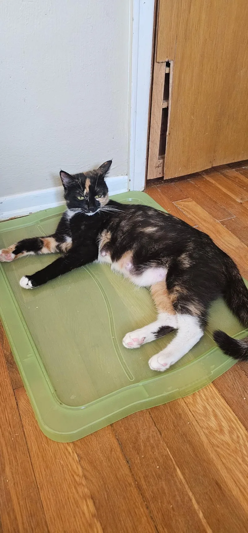 A young medium-sized female Calico Domestic Short Hair cat named Bellini for adoption in Pittsburgh, PA