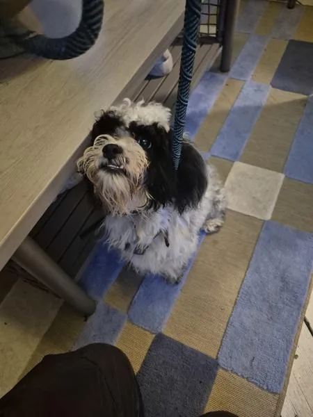 An adult small-sized male Shih Tzu dog named Pen for adoption in Lawrenceville, GA