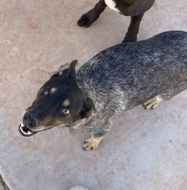 An adult small-sized female Australian Cattle Dog / Blue Heeler dog named Connie for adoption
