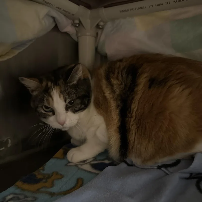 Meredith