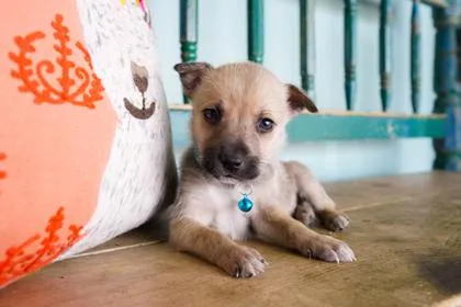 A baby small-sized male Border Collie dog named Turmeric for adoption in San Antonio, TX