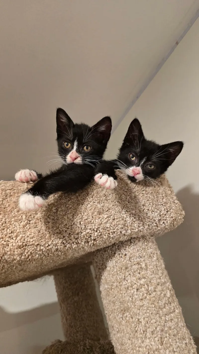 A baby medium-sized male Domestic Short Hair cat named Boots & Winky for adoption in Westfield, MA