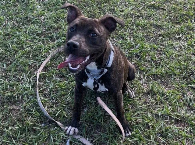 A young medium-sized female Plott Hound dog named Dot for adoption in Tavares, FL
