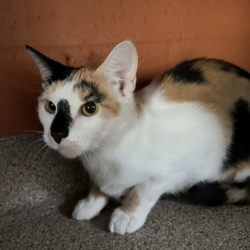 A young medium-sized female Calico Domestic Short Hair cat named Luna for adoption in Sarasota, FL