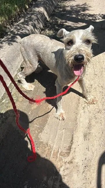A young medium-sized male Schnauzer dog named Rocket for adoption in Houston, TX