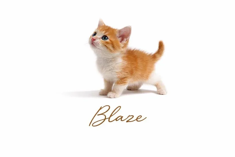 A baby medium-sized male Tabby (Orange / Red) Tabby cat named Blaze for adoption in Trophy Club, TX