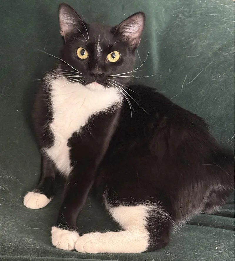 A young medium-sized female Domestic Medium Hair cat named Olive for adoption in Corrales, NM