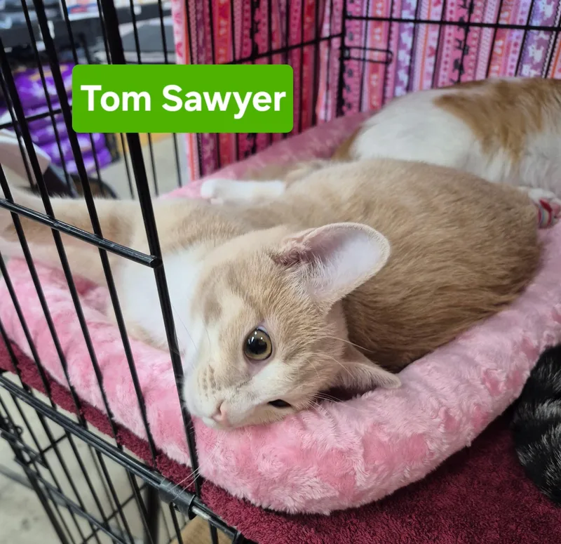 Tom Sawyer thumbnail 2