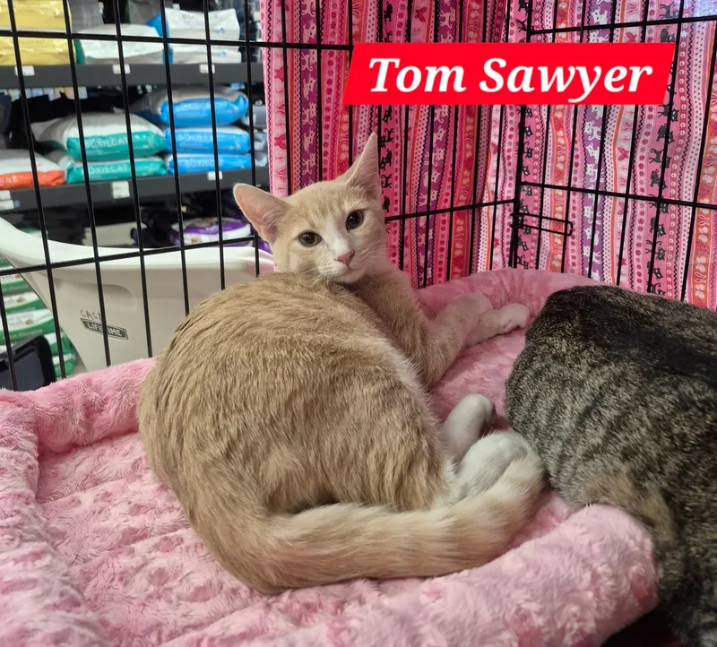 Tom Sawyer thumbnail 3