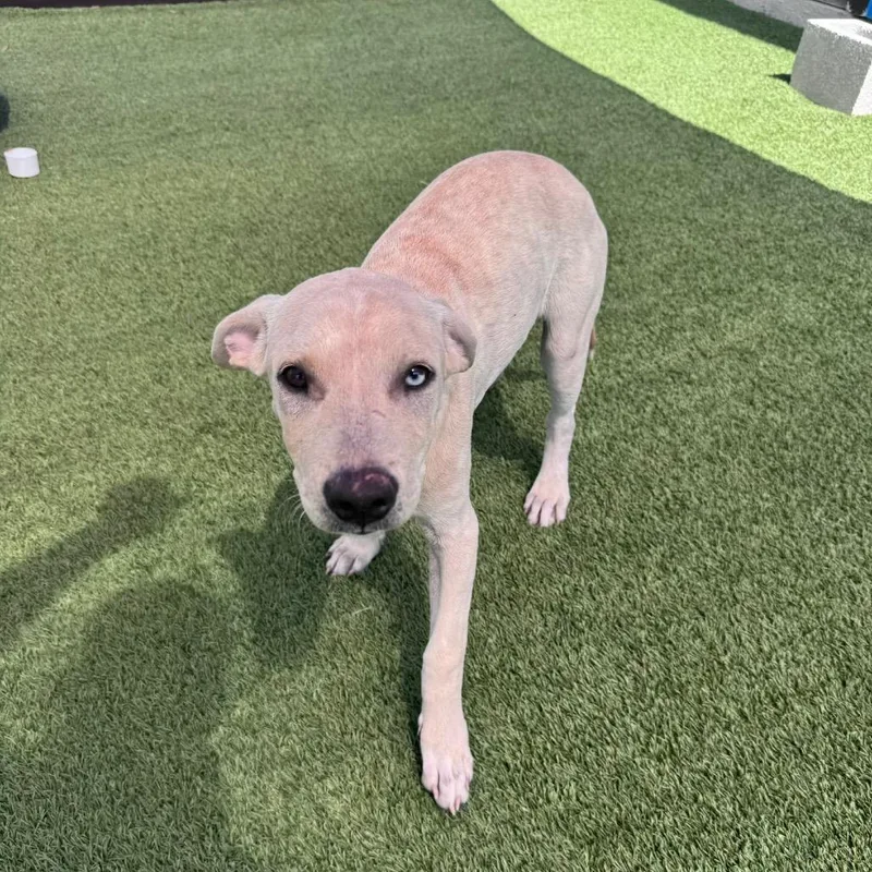 A baby medium-sized male Yellow / Tan / Blond / Fawn Mixed Breed dog named White Water for adoption in LOXAHATCHEE, FL