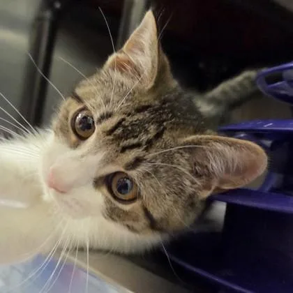 An adult small-sized female Domestic Short Hair cat named Carmella for adoption in Voorhees, NJ