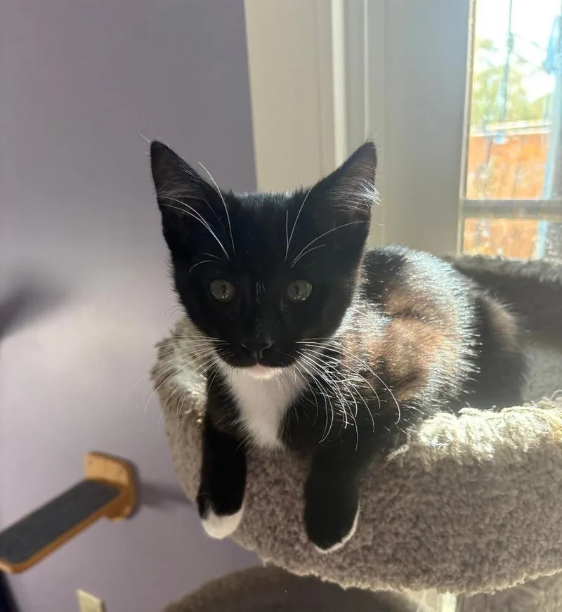 A baby medium-sized male Black & White / Tuxedo Domestic Short Hair cat named Tom for adoption in Oceanside, CA