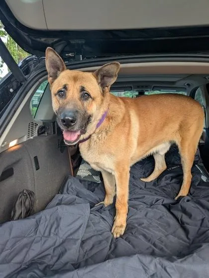 An adult extra large-sized male Yellow / Tan / Blond / Fawn German Shepherd Dog dog named Bjorn for adoption in Sacramento, CA