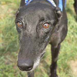 An adult medium-sized female Greyhound dog named Worlds Collide for adoption in grandville, MI