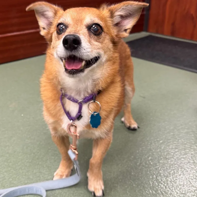 A senior small-sized male Chihuahua dog named Freddie Mercury for adoption in West Palm Beach, FL