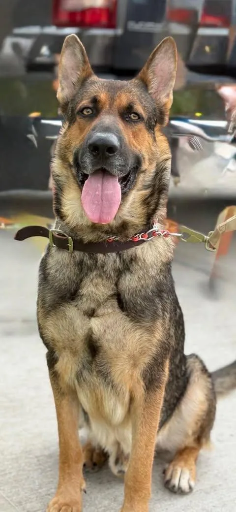 An adult large-sized male Sable German Shepherd Dog dog named Daniel for adoption in Caldwell, TX