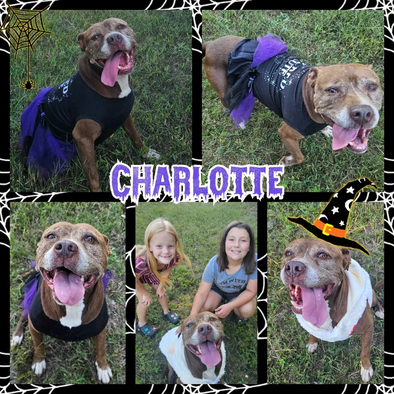 Charlotte thumbnail 3