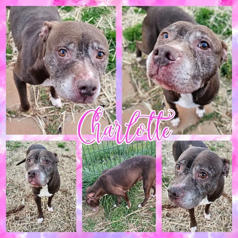 Charlotte thumbnail 4