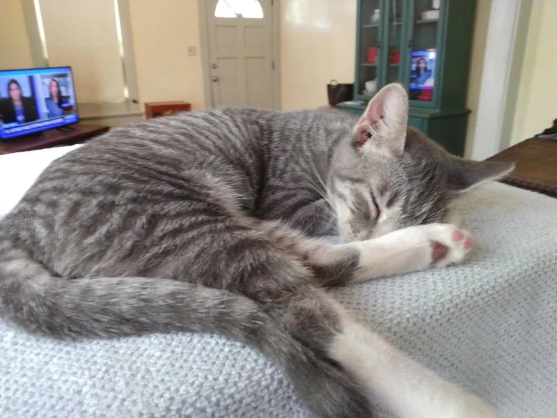 An adult medium-sized female Tabby cat named Little Bobbie bestieofTango for adoption in Houston, TX