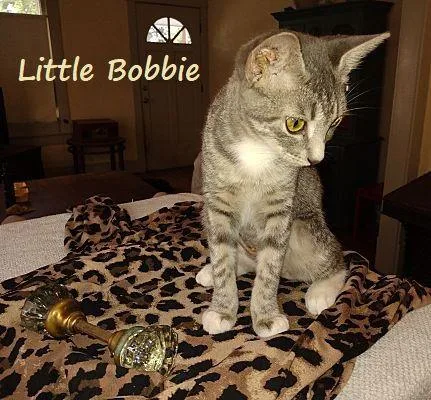 Little Bobbie bestieofTango thumbnail 2