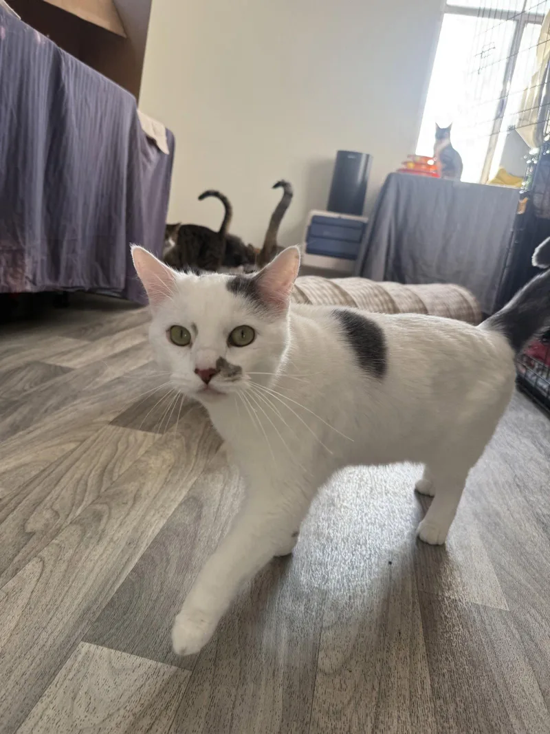 An adult medium-sized male Domestic Short Hair cat named Andromeda for adoption in Fort Collins, CO
