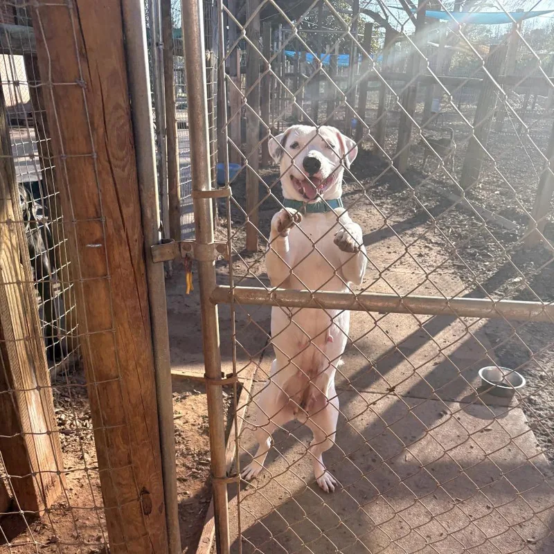 An adult medium-sized female White / Cream Mixed Breed dog named Sugar for adoption in Peachtree City, GA