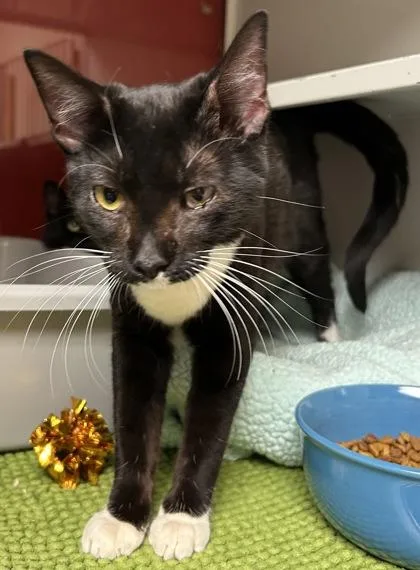 A young small-sized female Domestic Short Hair cat named Lisa for adoption in Phoenix, AZ