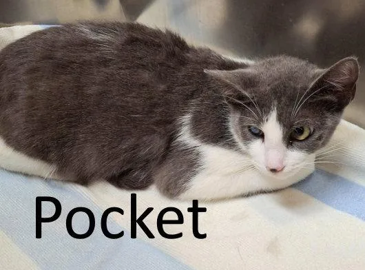 An adult small-sized female Domestic Short Hair cat named Pocket for adoption in Mountain View, AR