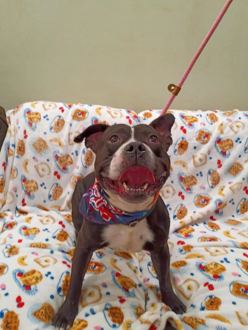 An adult medium-sized male Brown / Chocolate American Bully dog named Otis for adoption in Frazier Park, CA