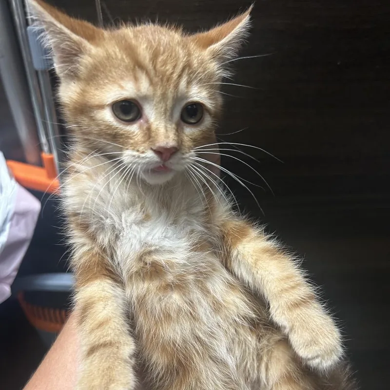 A baby small-sized male Orange / Red Domestic Short Hair cat named Phoenix for adoption in Hemet, CA