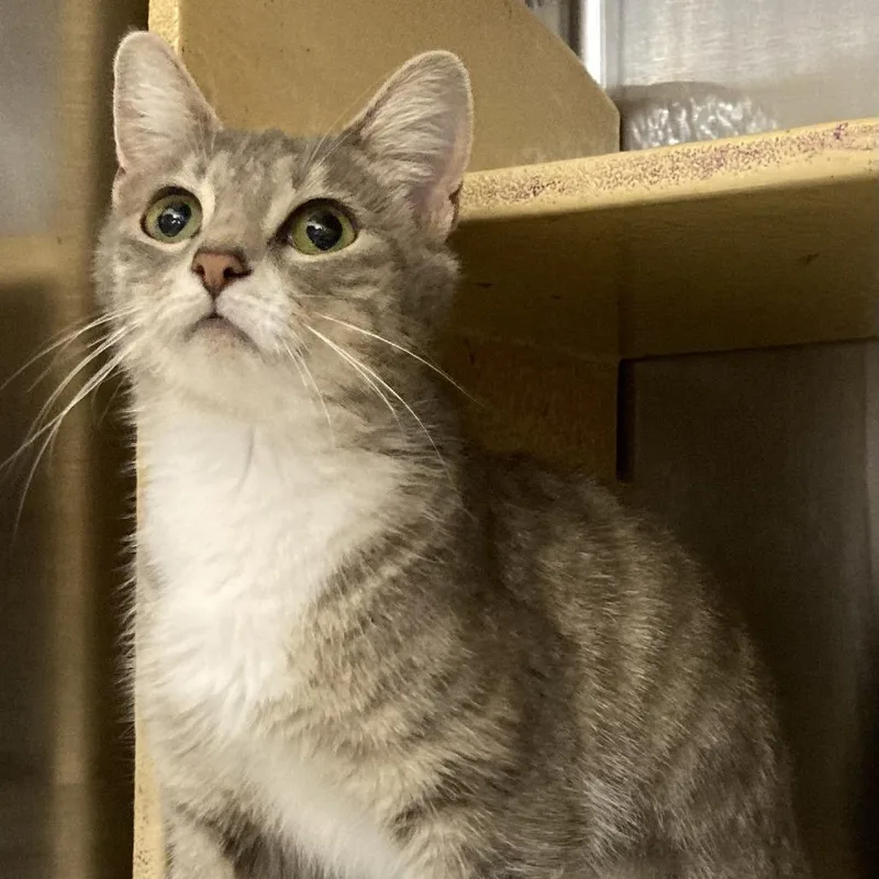 A young medium-sized female Gray / Blue / Silver Domestic Short Hair cat named Gazelle for adoption in Springfield, IL