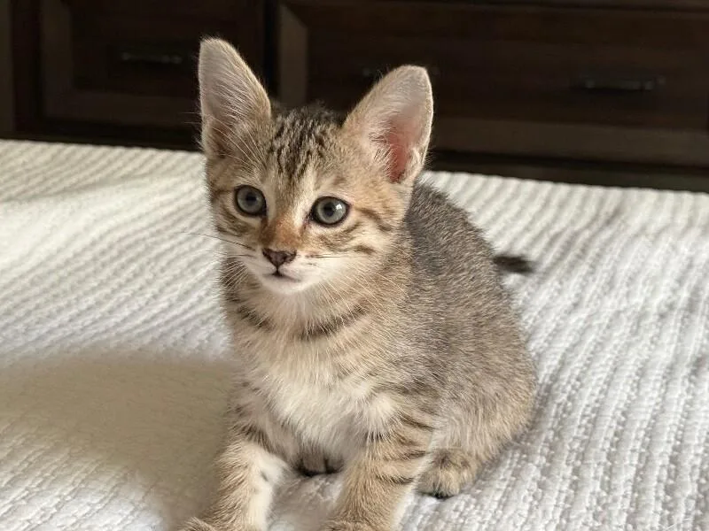 A baby small-sized female Brown / Chocolate Tabby cat named Cheddar Cheese Litter for adoption in Anthem, AZ
