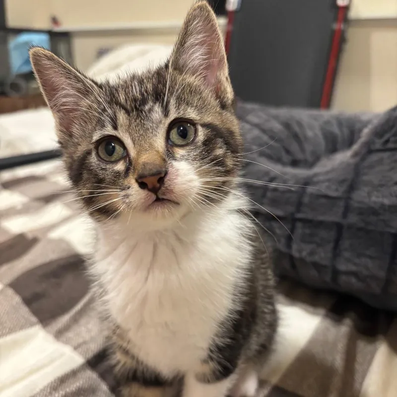 A baby small-sized female Gray / Blue / Silver Domestic Short Hair cat named Bitsy for adoption in Buffalo, MN