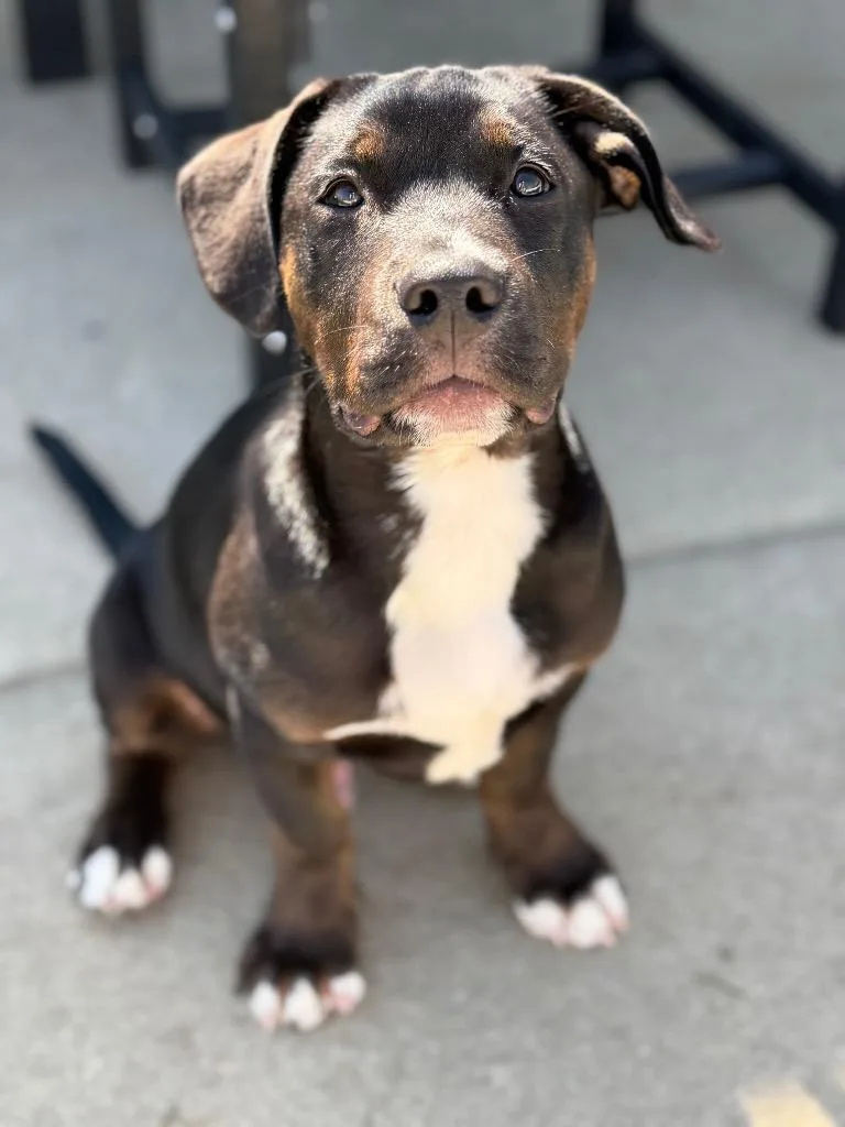 A baby large-sized male Rottweiler dog named Houston for adoption in Ewing, NJ