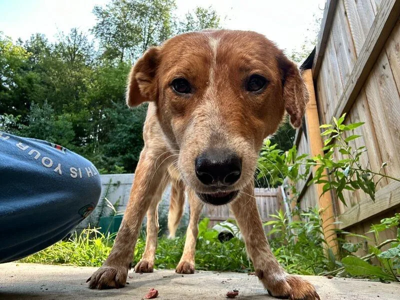 An adult medium-sized female Red / Chestnut / Orange Mixed Breed dog named Tweety for adoption in Osseo, MI