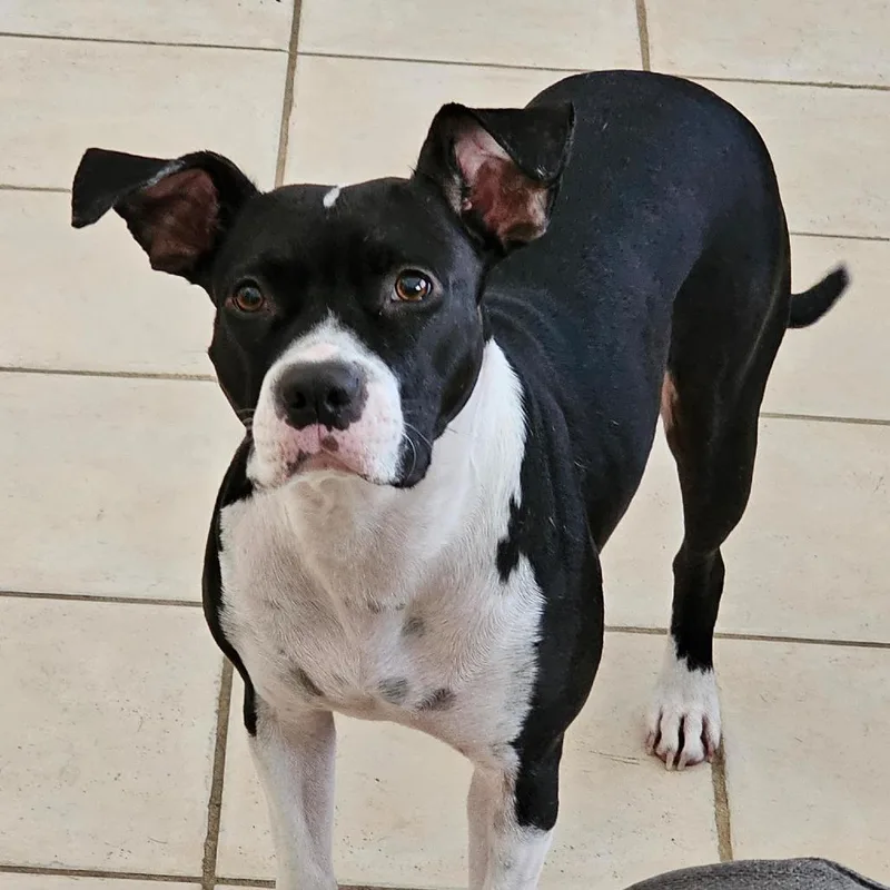 A senior medium-sized female Black Pit Bull Terrier dog named Tulip for adoption in Rochester, MN