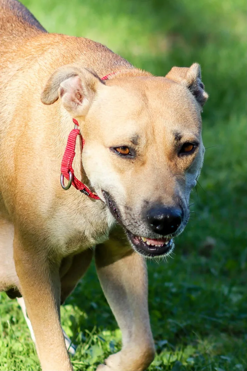 An adult medium-sized female Pit Bull Terrier dog named Mama Ruby Ann for adoption in Carmel, NY