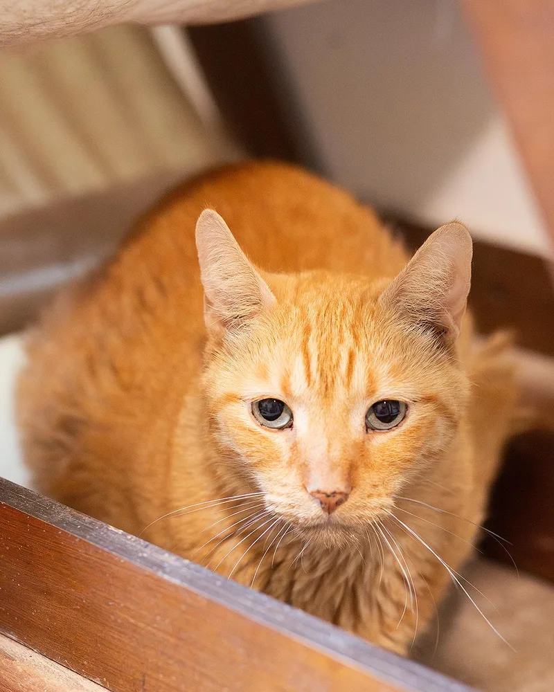 A senior large-sized male Orange / Red Domestic Short Hair cat named Meester Flop for adoption in Marana, AZ
