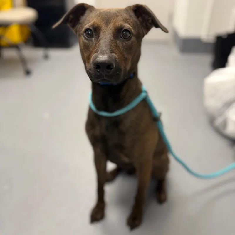 An adult medium-sized male Brown / Chocolate Mixed Breed dog named Chevy for adoption in Sarasota, FL