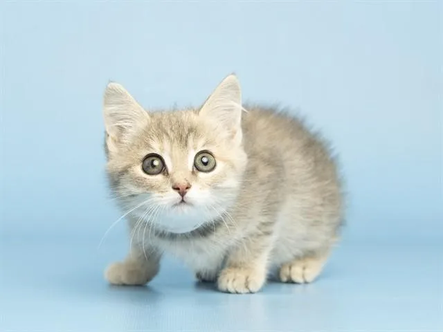A baby small-sized female Domestic Short Hair cat named Bree for adoption in Phoenix, AZ