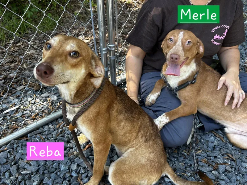 Merle thumbnail 2