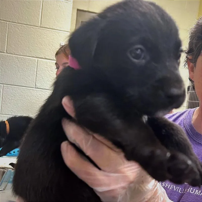 A baby small-sized male Black Mixed Breed dog named Tiger for adoption in Asheville, NC