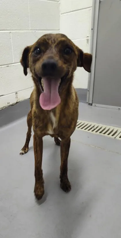 A young small-sized male Mixed Breed dog named Gucci $ for adoption in Seneca, SC