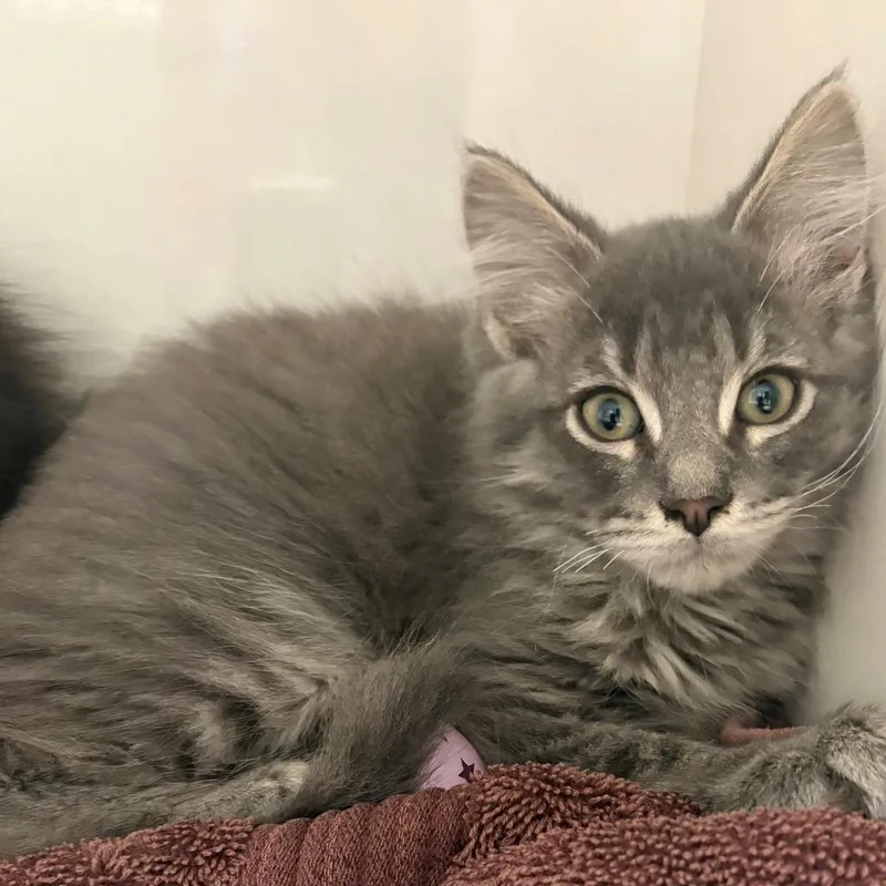 A baby small-sized male Gray / Blue / Silver Domestic Medium Hair cat named Peter for adoption in East Hanover, NJ