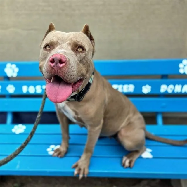 A young large-sized female American Bully dog named Summer for adoption in Long Beach, CA