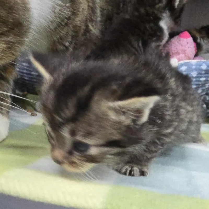 A baby small-sized male Orange / Red Domestic Short Hair cat named Burrito for adoption in Yanceyville, NC