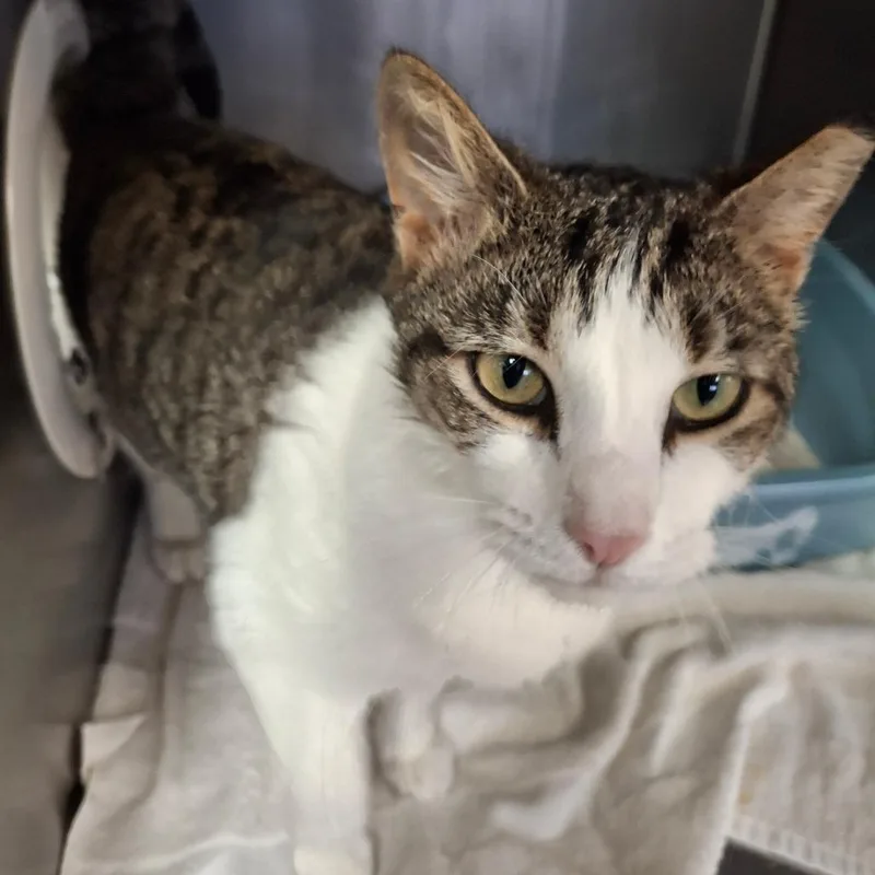 An adult medium-sized female Brown / Chocolate Domestic Short Hair cat named Kiki for adoption in Lakeland, FL