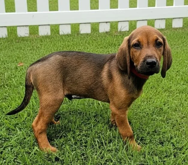 Puppy Gunner thumbnail 2